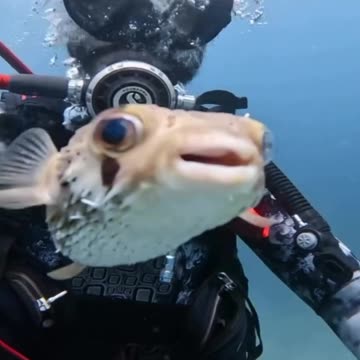 Photobombing underwater 🤣
