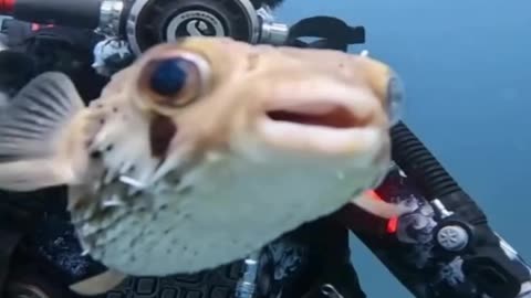 Photobombing underwater 🤣