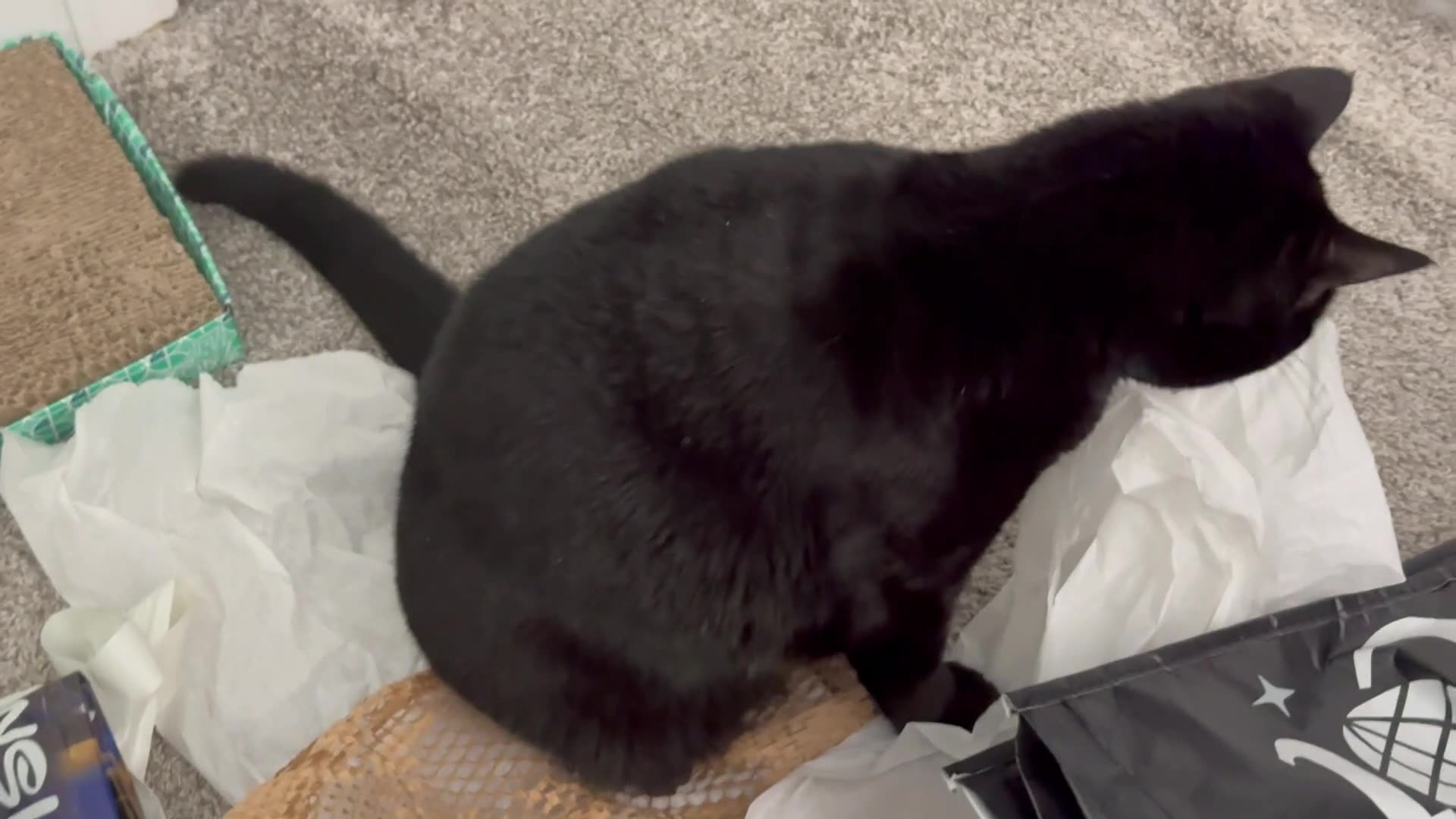 Cute Precious Piper Does a Thorough Office Inspection - My Adopted Shelter Cat Vlog