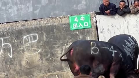 National Bullfighting Culture