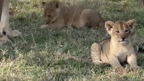 🤯🦁 You Won't Believe These Lion Cubs' Reaction to Prey! | FeedMyCuriosity