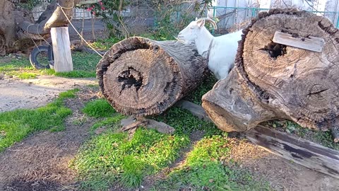 お正月の山羊さんの動画