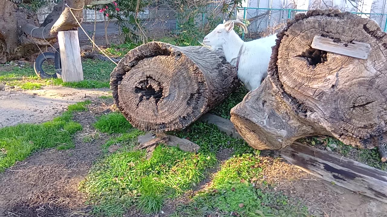 お正月の山羊さんの動画