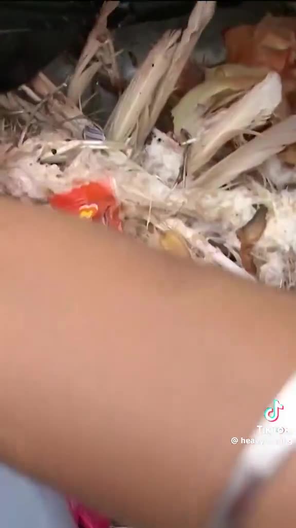 Farage saying there are migrants eating swans