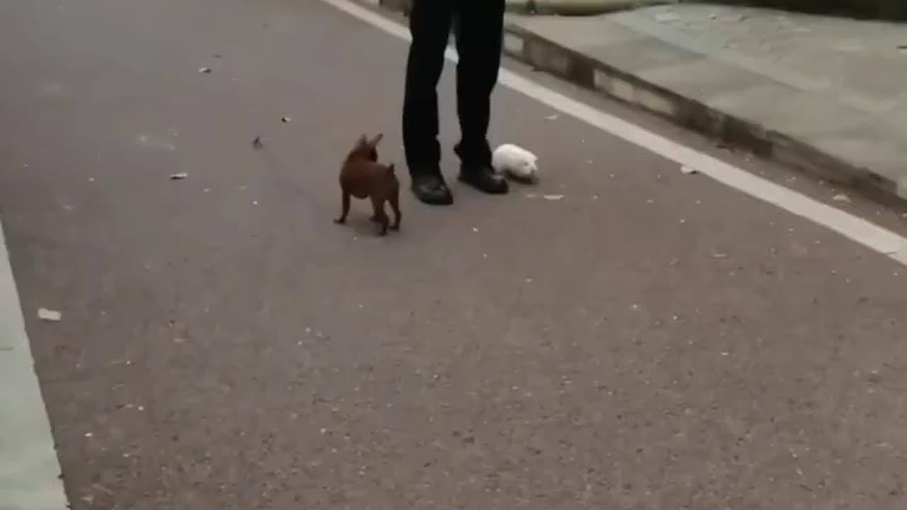 Guinea pigs have their own thoughts! ☺️