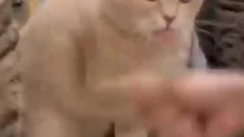 Funny cat