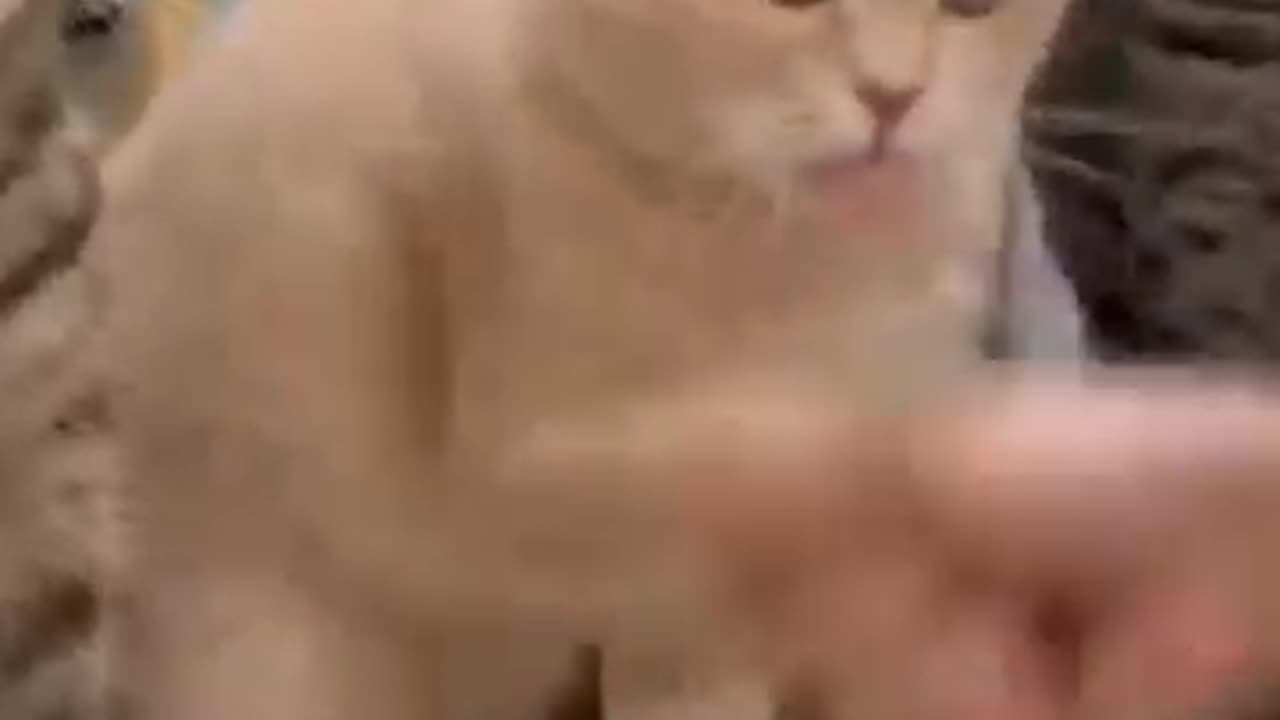 Funny cat