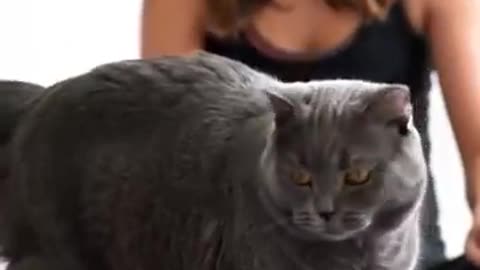 Funny cattie