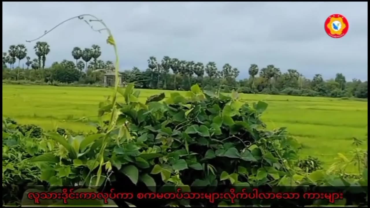 💣🌿 Myanmar War | Rebel Ambush Explodes Junta Convoy with Claymores in Tanintharyi | RCF