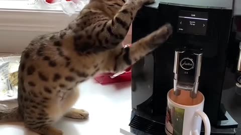 Cats are not good at suing modern appliances