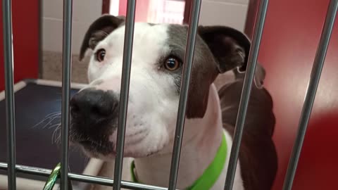 Samalee 1y A877390 kennel 9 pod 1 PACC shelter nicely socialized she's groovy gave kibble2025821368