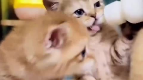 Cat child