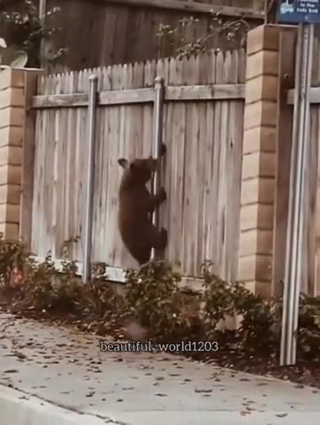 Mama bear and cubs navigating through the neighborhood