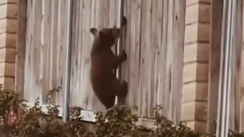 Mama bear and cubs navigating through the neighborhood