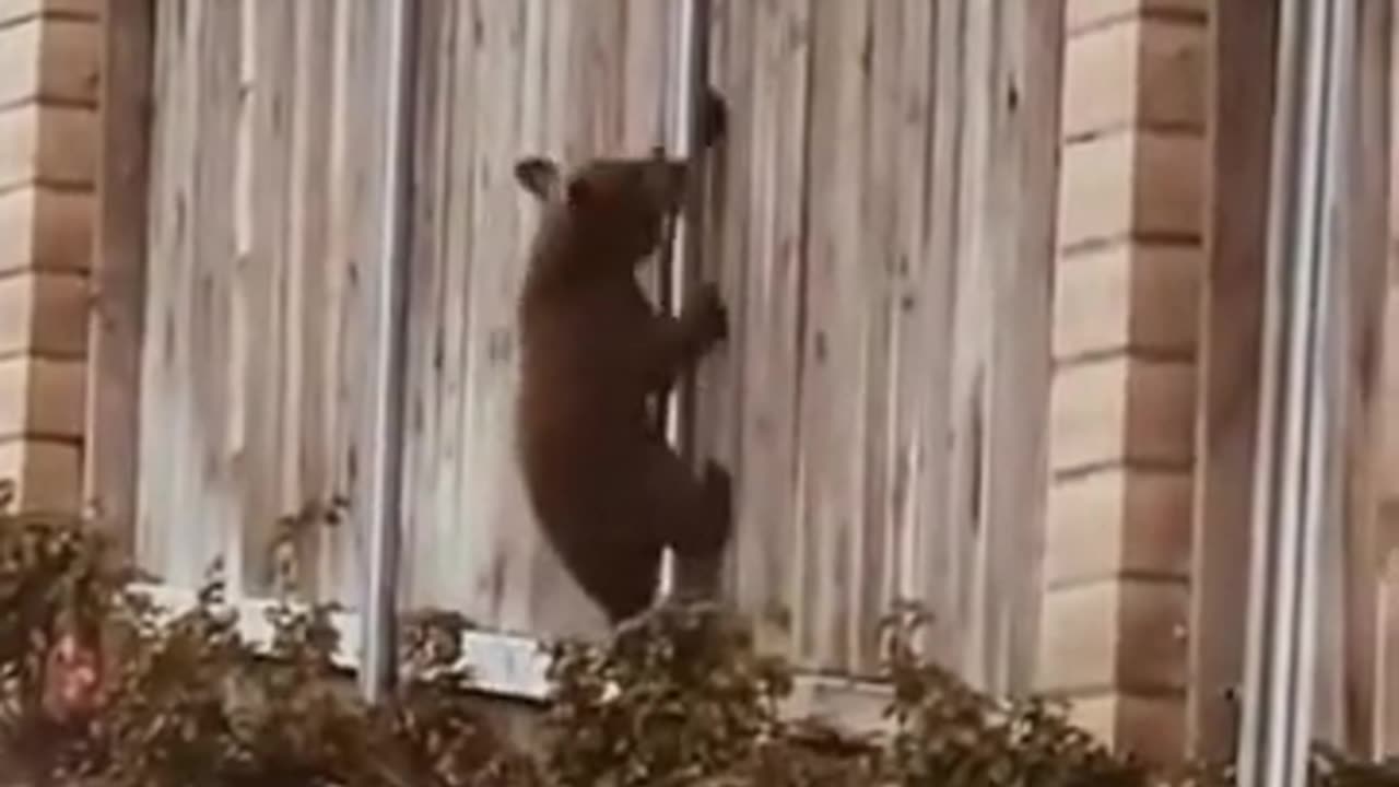Mama bear and cubs navigating through the neighborhood