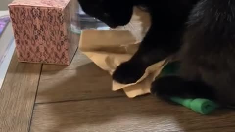 Very well behaved cat