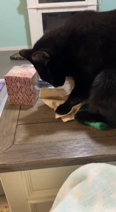 Very well behaved cat