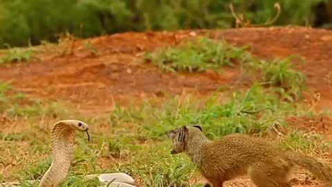 Wild animals