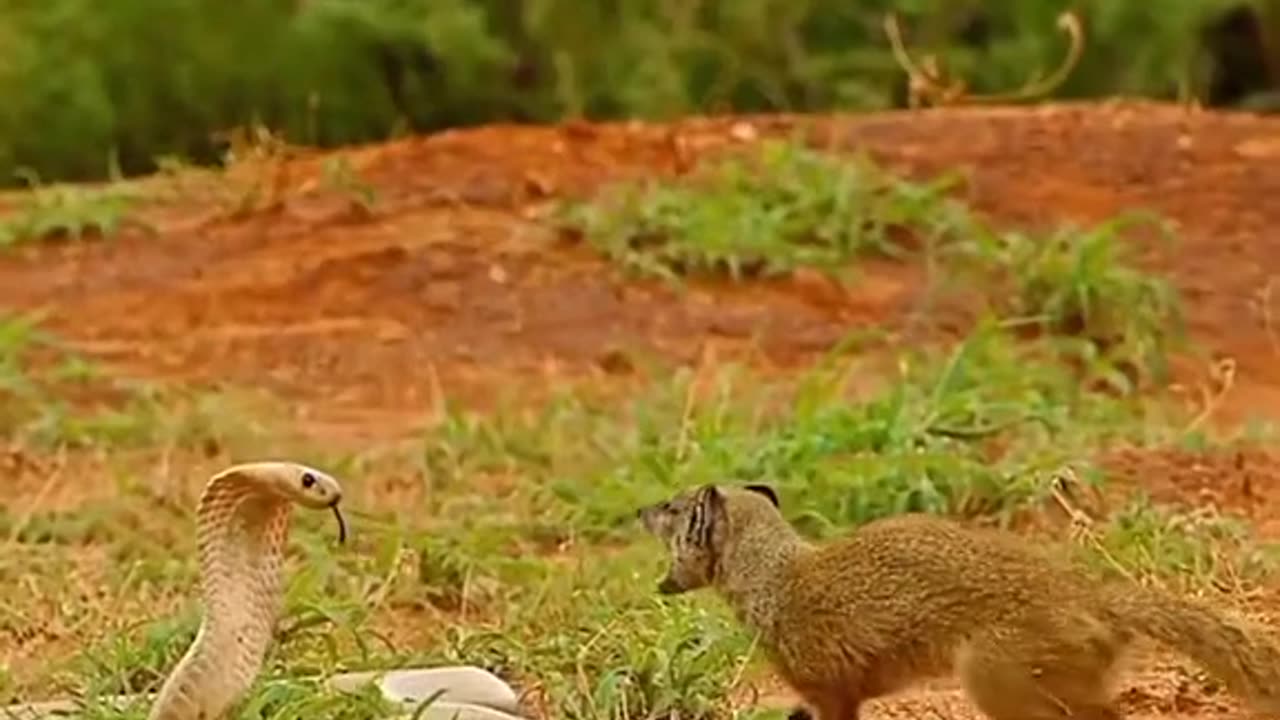 Wild animals
