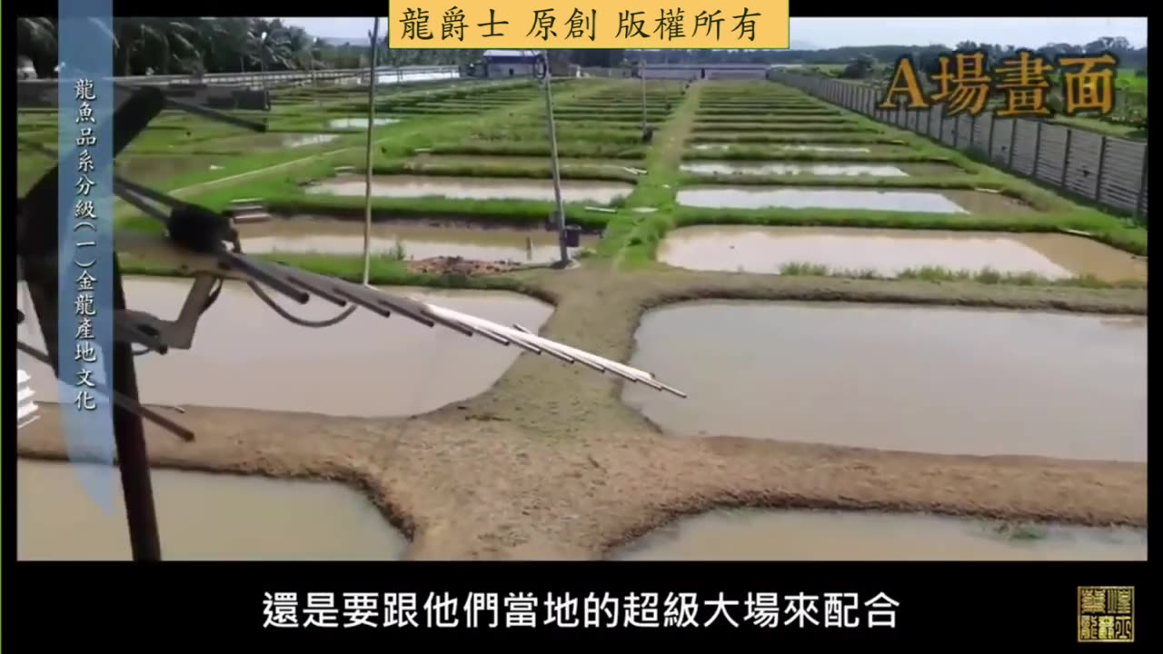 【龍爵士】龍魚百科 金龍產地文化