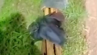 Accidente de tránsito Floridablanca