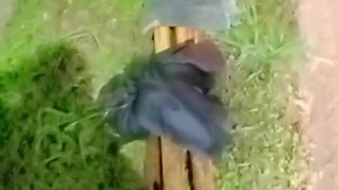 Accidente de tránsito Floridablanca