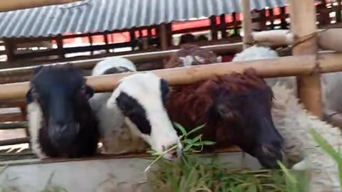 Garut Sheep Farming is Cheap and Profitable