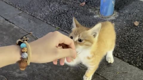 PickedUpACat Act fast — cuteness doesn’t wait 😼