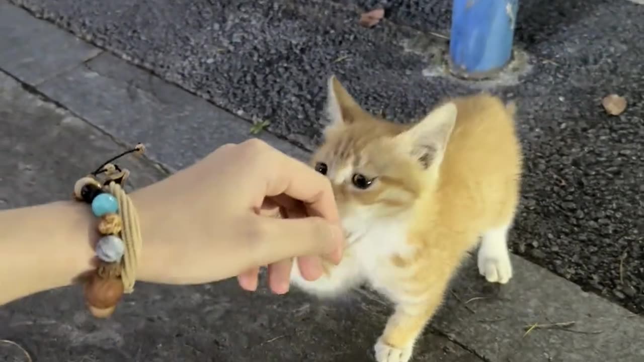 PickedUpACat Act fast — cuteness doesn’t wait 😼