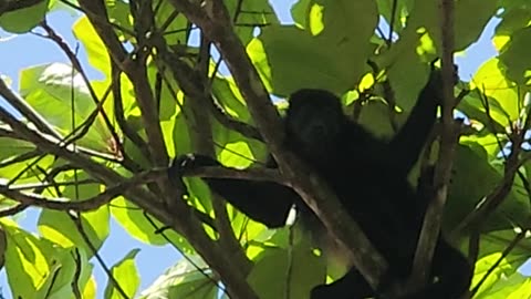 More monkey