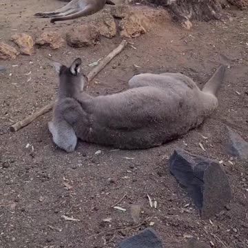 Kangaroo diaries only in Australia 🇦🇺