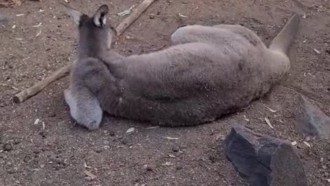 Kangaroo diaries only in Australia 🇦🇺