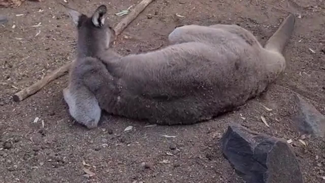 Kangaroo diaries only in Australia 🇦🇺