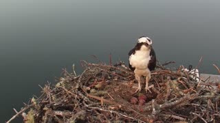 Discussing the Owl Attack on the Boat House Osprey (Graphic)
