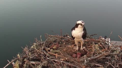 Discussing the Owl Attack on the Boat House Osprey (Graphic)