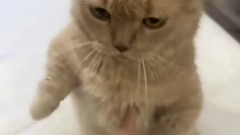 Kungfu Cats 🐈#cats #kungfu #spanishcatholic #catlovers #funny #cute #kitten #kittens #shorts #memes