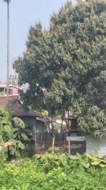 Beautiful Bird Sound in Nature 🌿🐦 | Relaxing Natural Audio