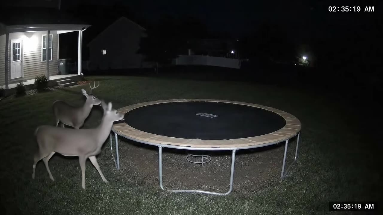 #deer #foryoupage #foryourpage #trampoline #jumping #securitycam