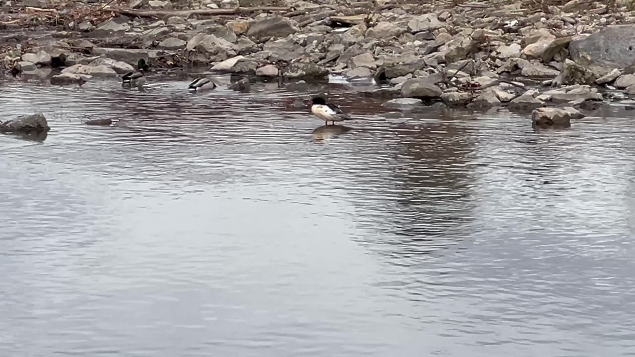 American mergansers