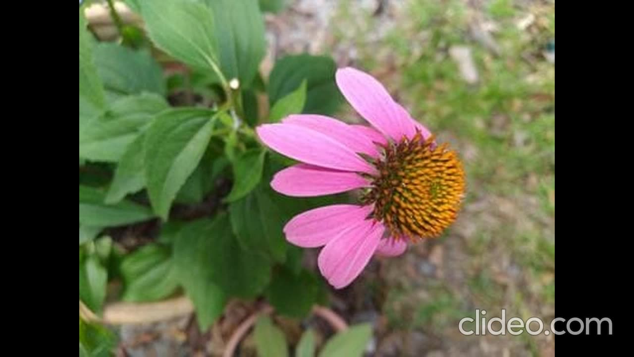 Herbs for the brain neuroplasticity and neurogenesis