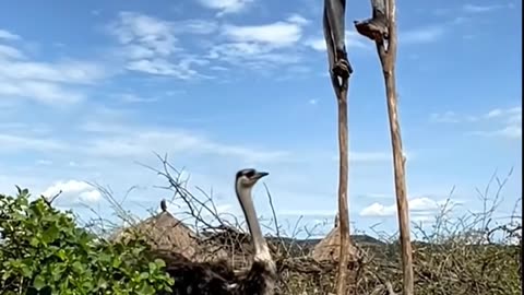 Stick Walking man meet Ostrich Familly