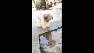 Daddy Goat 24/7 - Out Of Context Memes & Videos