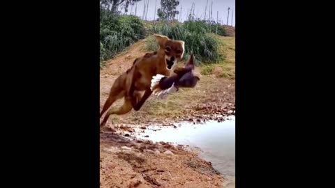 Daddy Goat 24/7 - Out Of Context Memes & Videos