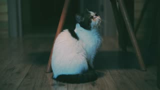 Snoopy the Cat