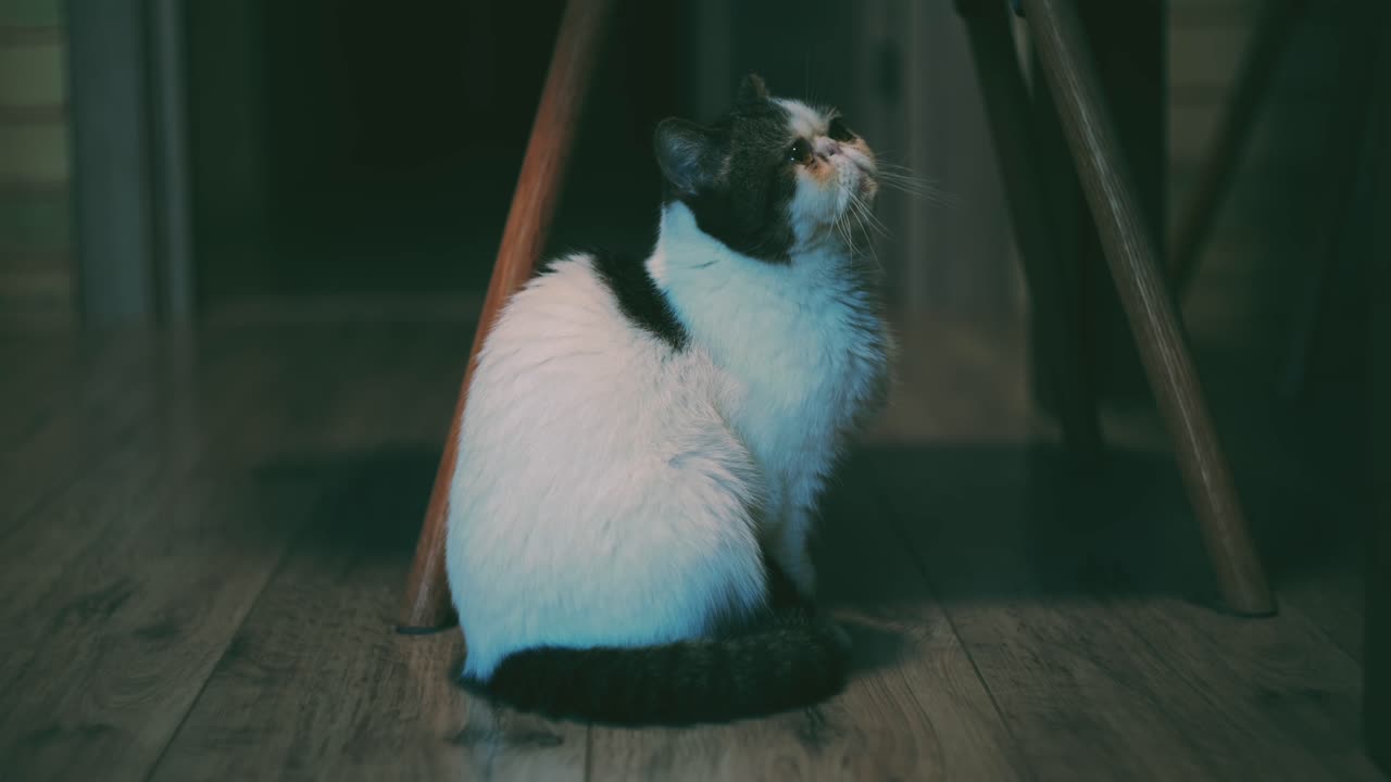Snoopy the Cat