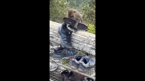 Funniest Videos Animals 🐧 - Best Of The 2024 Funny Animal Videos P5