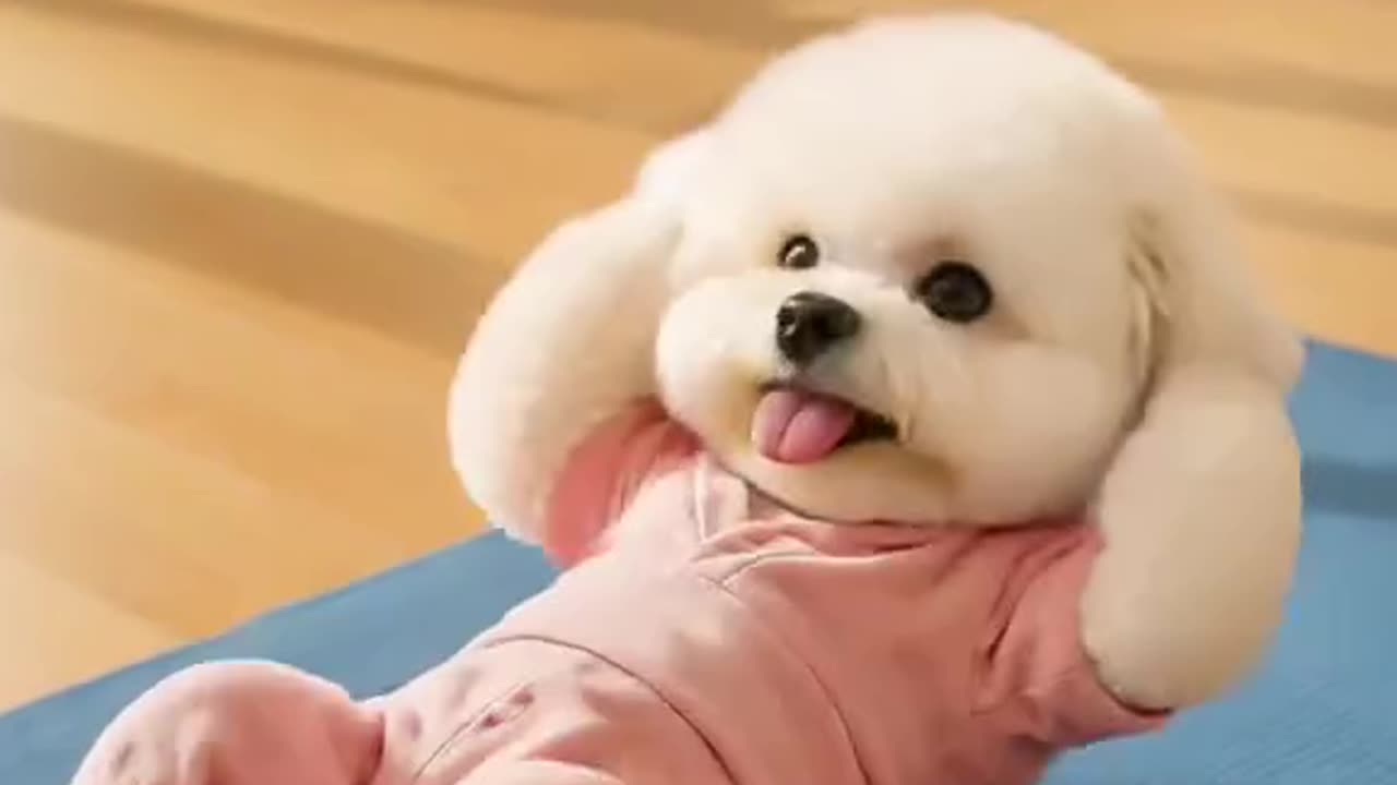 the most beautiful dog does gymnastics! 🐶