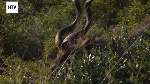 Trails That Heal the Planet