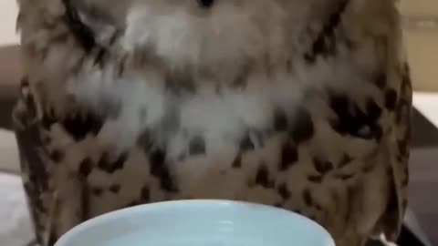 This family found a lone owlet standing by itself on the road and then । funny clip । pets video ।।