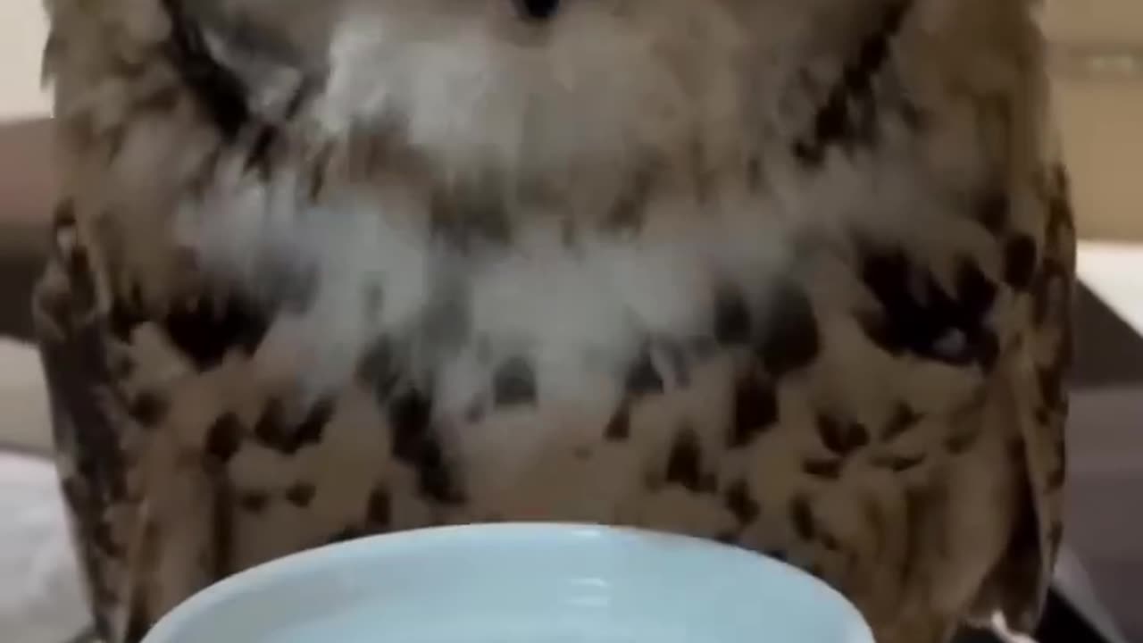 This family found a lone owlet standing by itself on the road and then । funny clip । pets video ।।
